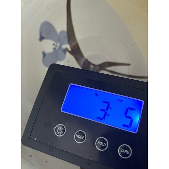 11 1/4” Stoneware Bowl Signed (Gary) Shaffer Blue Flowers Brown Yellow Dish - Picture 12 of 12